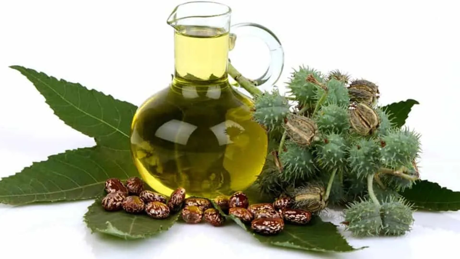 What Are the Myths and Facts About Castor Oil