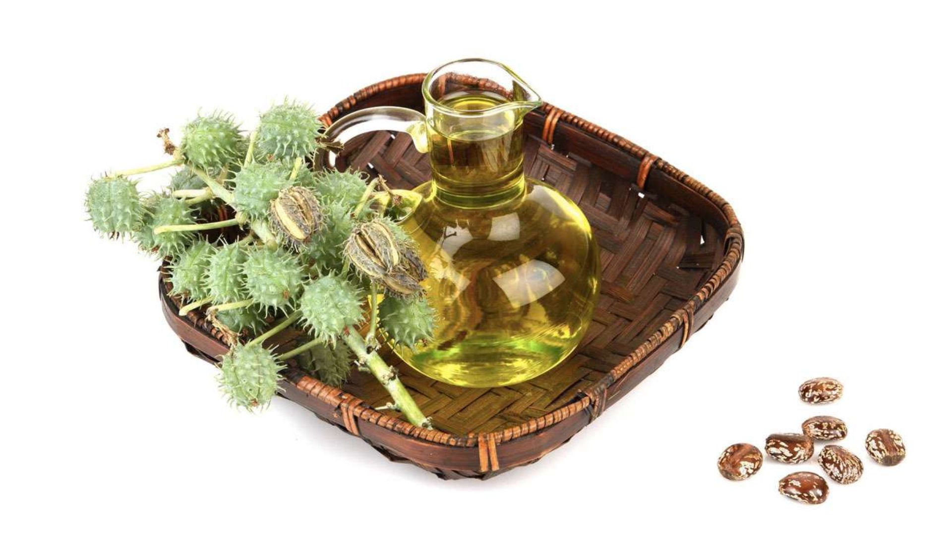 What Are the Myths and Facts About Castor Oil